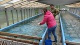 Release of Juvenile Chum Salmon into the Sova River