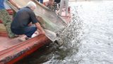 Astrakhan Branch Releases Russian Young Sturgeon to Volga River