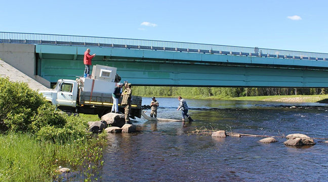 Arkhangelsk Branch releases young salmon