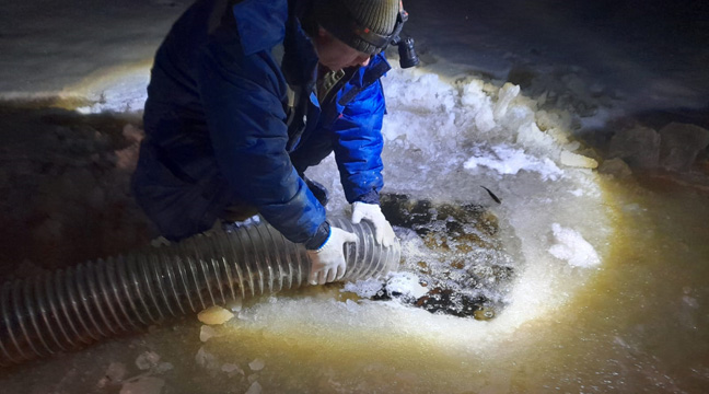 Arkhangelsk Branch releases juvenile salmon into the Onega River