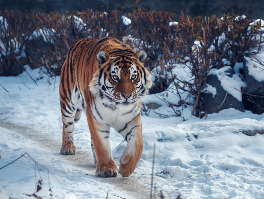 FSUE “Rosmorport” and the Amur Tiger Center sum up the results of cooperation in 2022
