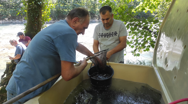 The Azovo-Chernomorsky Basin Branch organizes the release of juvenile Black Sea salmon into the Mzymta River