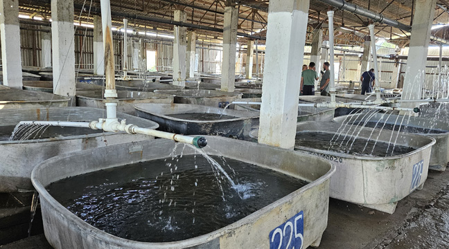 The Azovo-Chernomorsky Basin Branch organizes the release of juvenile Russian sturgeon into the Kuban River 