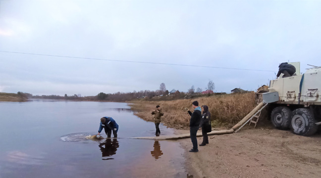 Arkhangelsk Branch releases juvenile salmon into the Onega River
