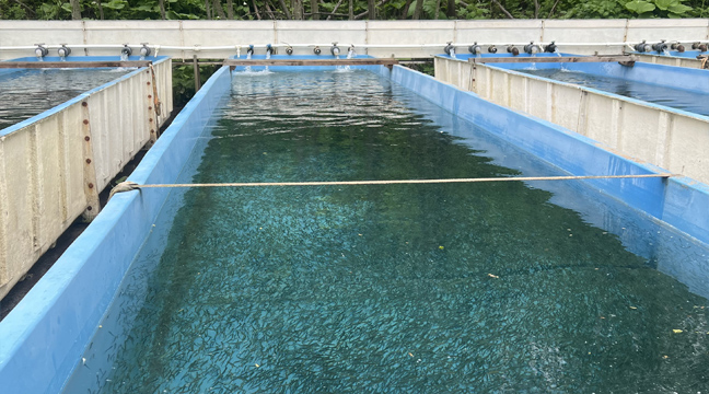 Sakhalin Branch organizes the release of young humpback salmon into the Krasnoyarka River