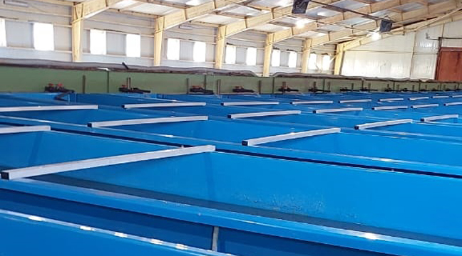 Far Eastern Basin Branch releases juvenile chum salmon into the Brusya River in the Primorsky Territory