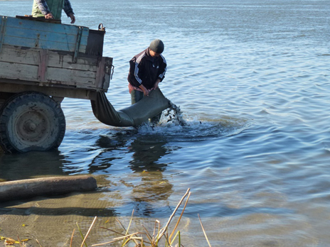 The Astrakhan Branch Releases the Russian Sturgeon and Carp Fry into the Volga River