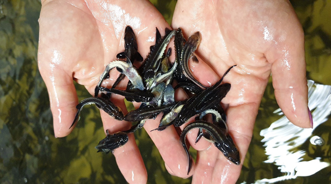 Release of young Russian sturgeon into the Don River