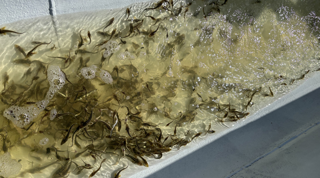 Astrakhan Branch organizes the second release of young Russian sturgeon into the watercourses of the Volga River