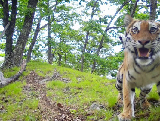 FSUE "Rosmorport" continues to support projects for the study and preservation of the Amur tiger