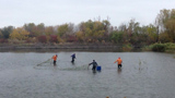 Juvenile carp released into Sea of Azov Sea Basin