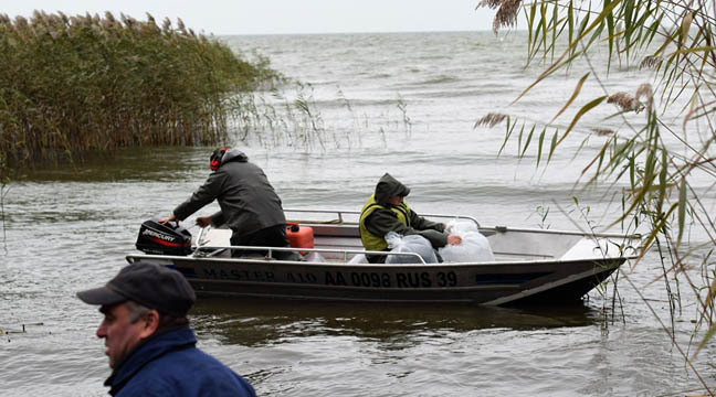 Young whitefish released to Couronian lagoon