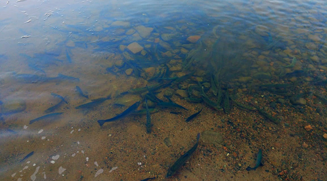 North-Western Basin Branch released young trout