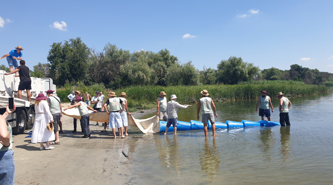 The Azovo-Chernomorsky Basin Branch organizes the release of juvenile Russian sturgeon into the Don River 