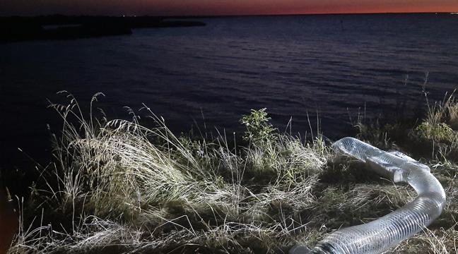 The North-Western Basin Branch releases juvenile whitefish into the Curonian Lagoon of the Baltic Sea