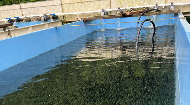 Sakhalin Branch releases juvenile chum salmon into the Krasnoyarka river