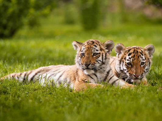 FSUE "Rosmorport" will help the Amur tiger