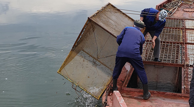The Azov Basin Branch releases young Russian sturgeon into the Don River