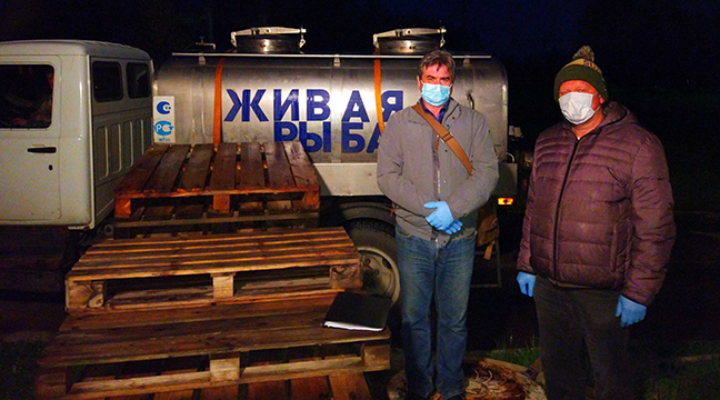 Release of young Atlantic salmon into Neva River