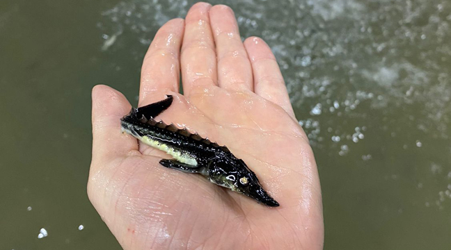 Azovo-Chernomorsky Basin Branch organizes the release of juvenile Russian sturgeon into the Don River