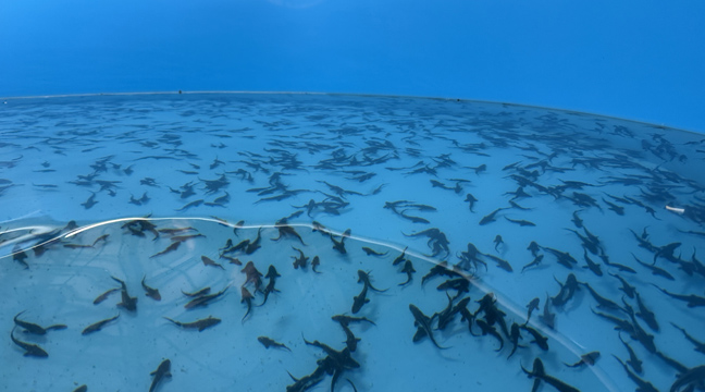 The Azovo-Chernomorsky Basin Branch releases young Russian sturgeon