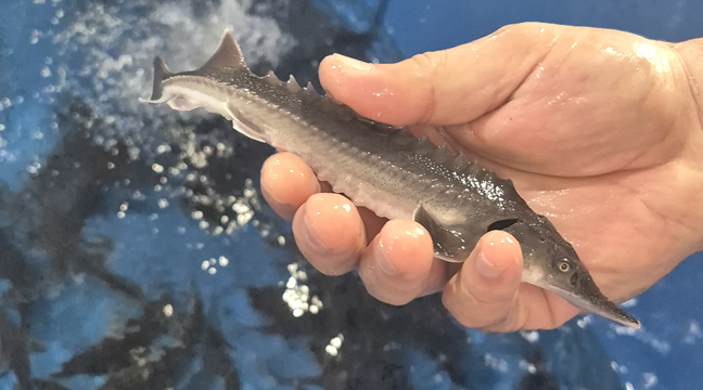 Makhachkala Branch organizes the release of Russian sturgeon